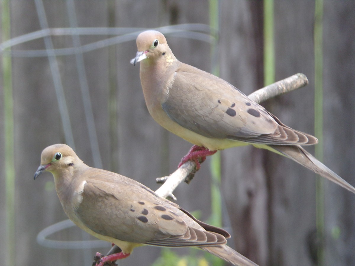 Mourning Dove - Texas Bird Family
