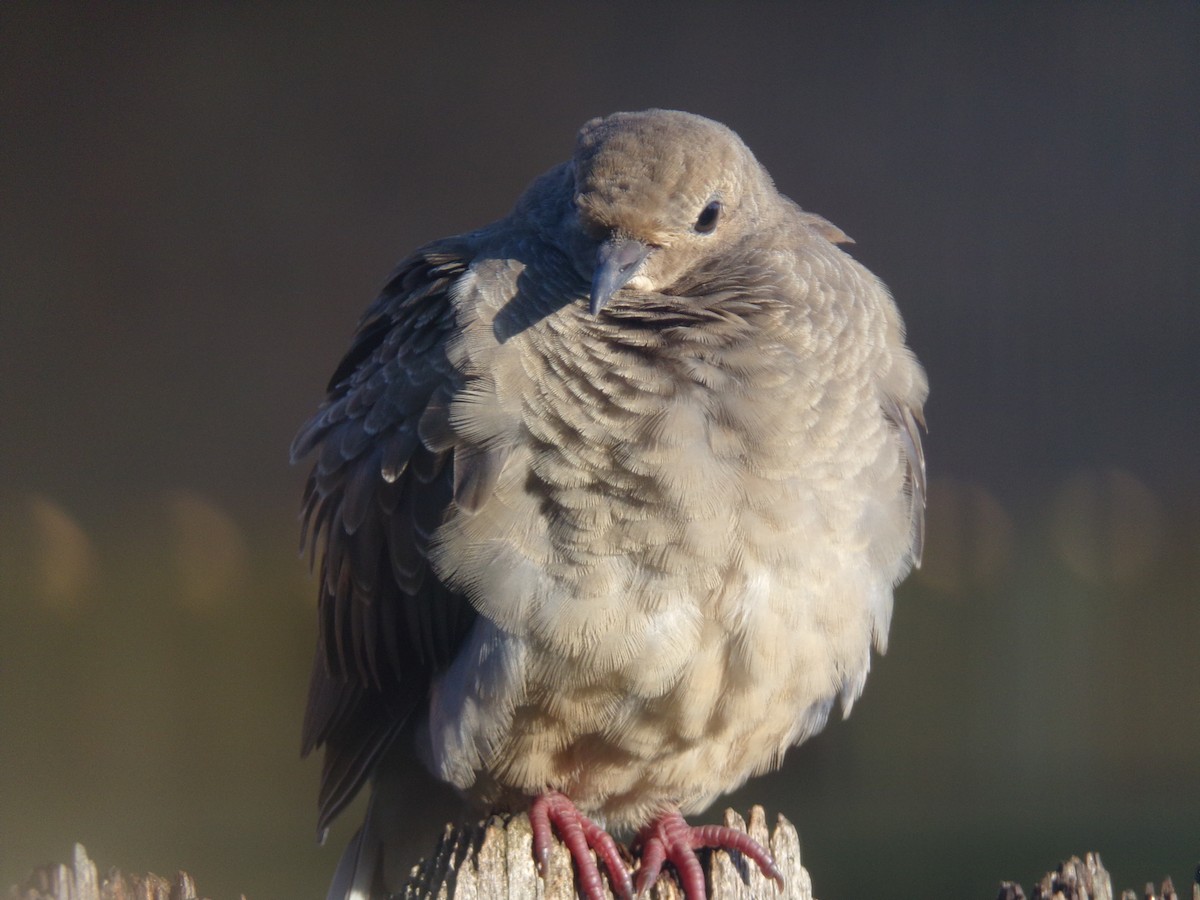 Mourning Dove - Texas Bird Family