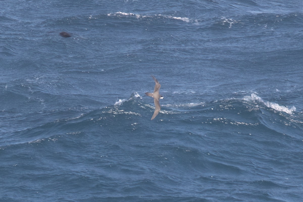 Hawaiian Petrel - Kyle Landstra