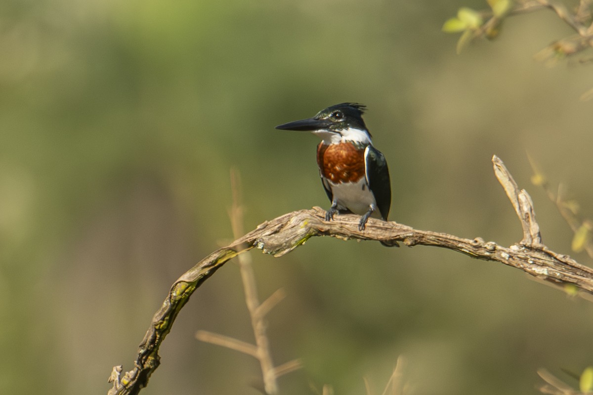 Amazon Kingfisher - Andy Bowen