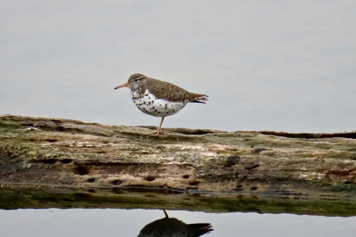Spotted Sandpiper - Terry Swope
