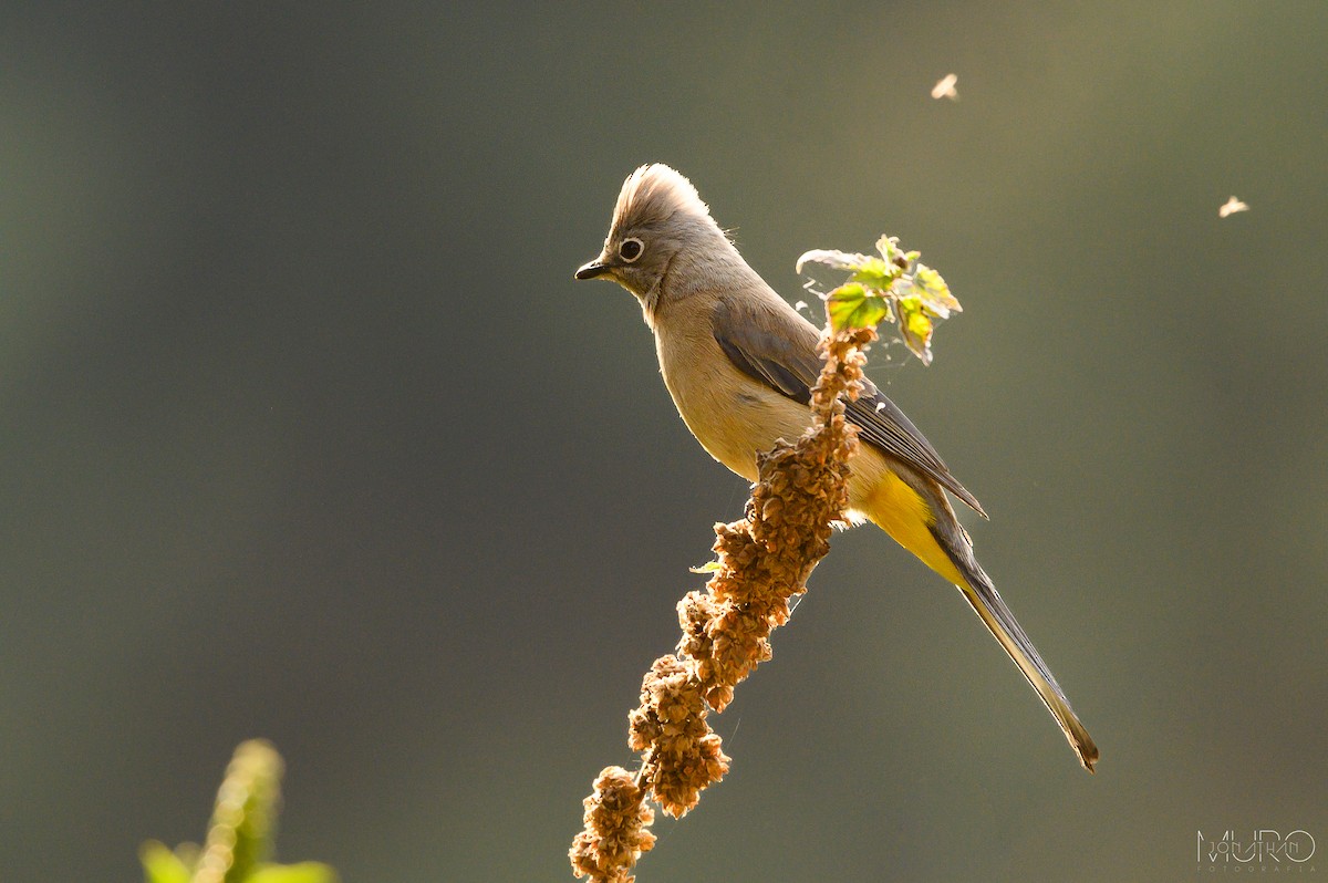Gray Silky-flycatcher - Jonathan Muró