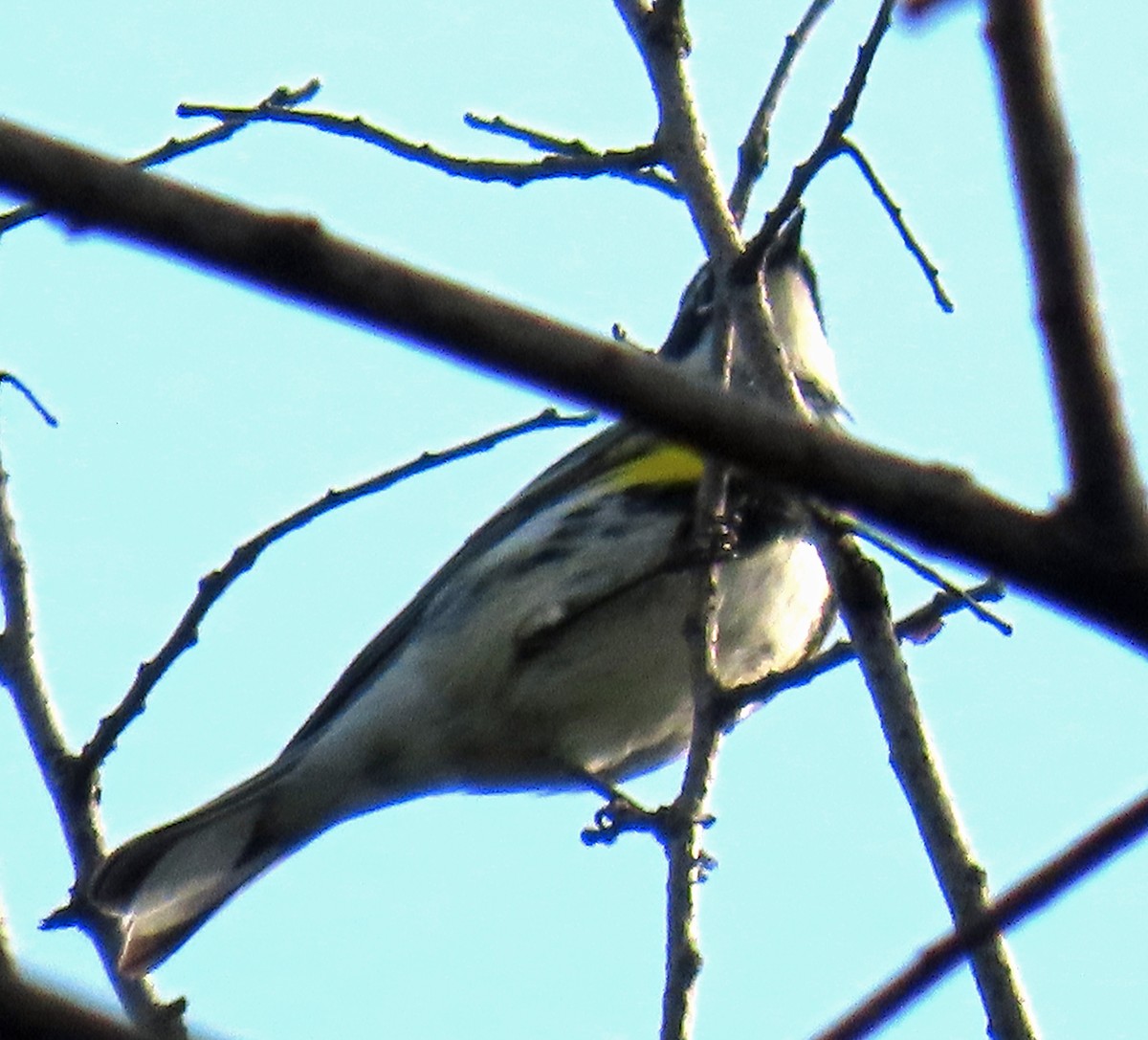 Yellow-rumped Warbler - Mark O'Keefe