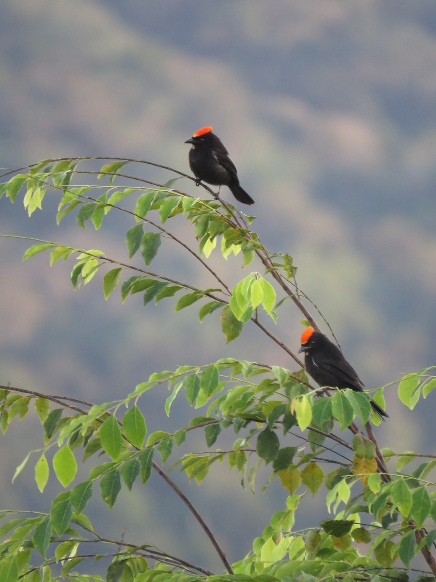 Flame-crested Tanager - ML619031365