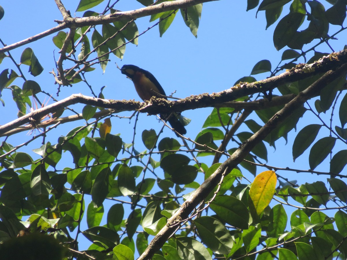 Yellow-crested Tanager - Marilin Benites Umeres