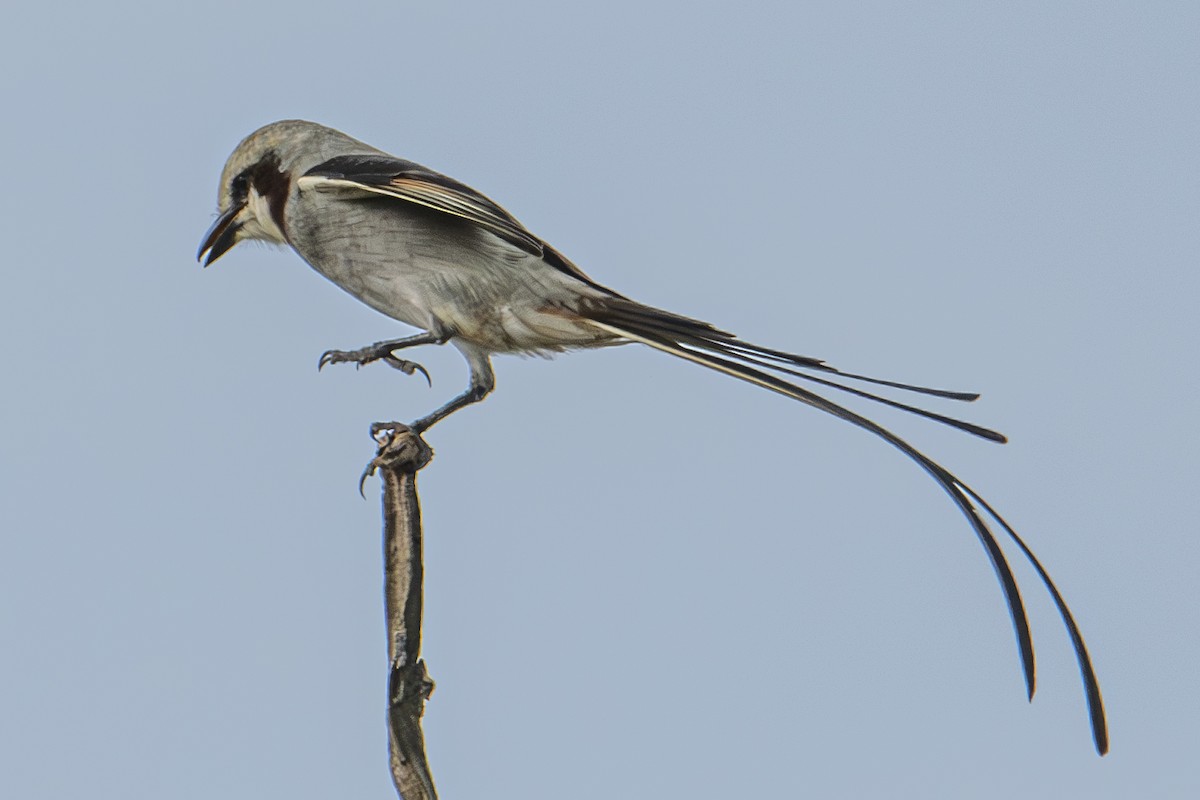 Streamer-tailed Tyrant - Andy Bowen