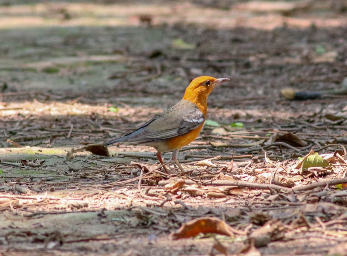 Orange-headed Thrush - Samim Akhter