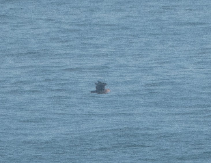 Chilean Skua - ML619031396