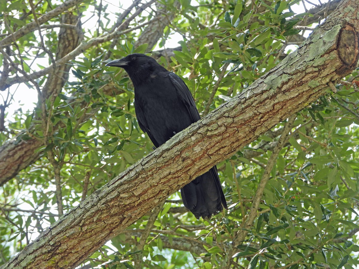 Fish Crow - Mark Penkower