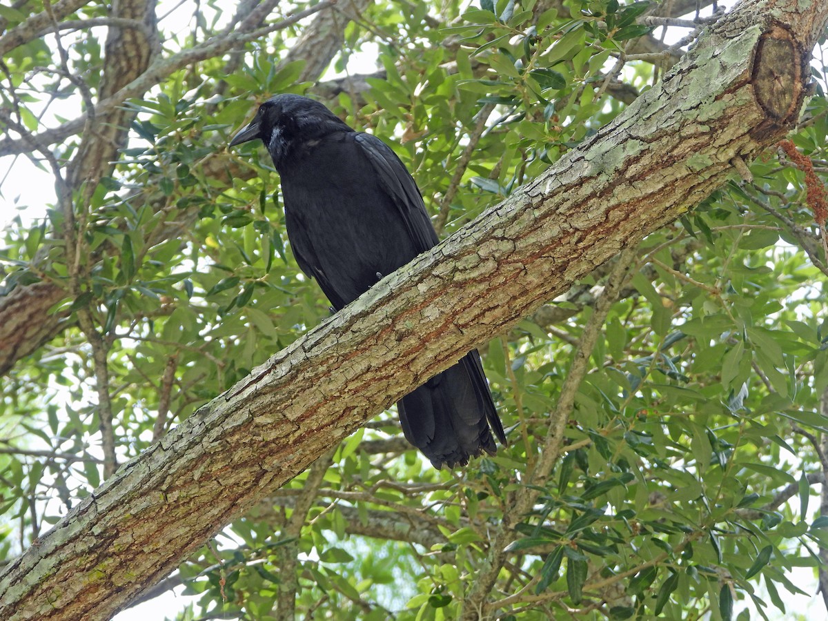 Fish Crow - Mark Penkower