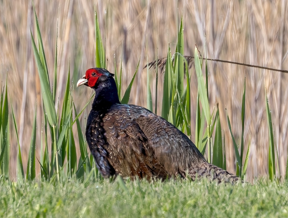 Ring-necked Pheasant - ML619031423