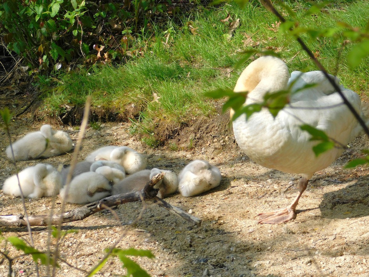 Mute Swan - Van Kat