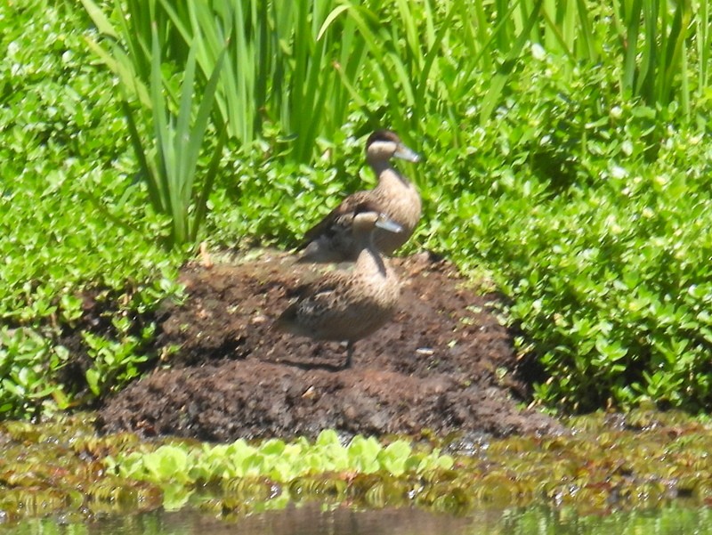 Silver Teal - bob butler