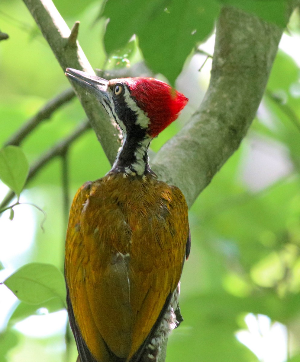 Greater Flameback - Samim Akhter