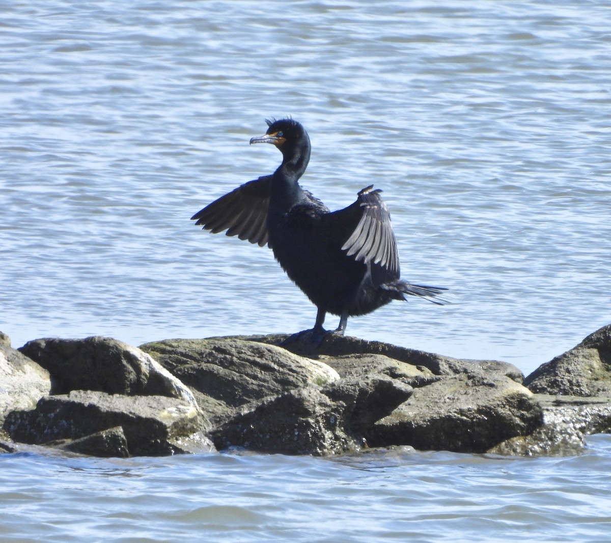 Double-crested Cormorant - Jay Luke