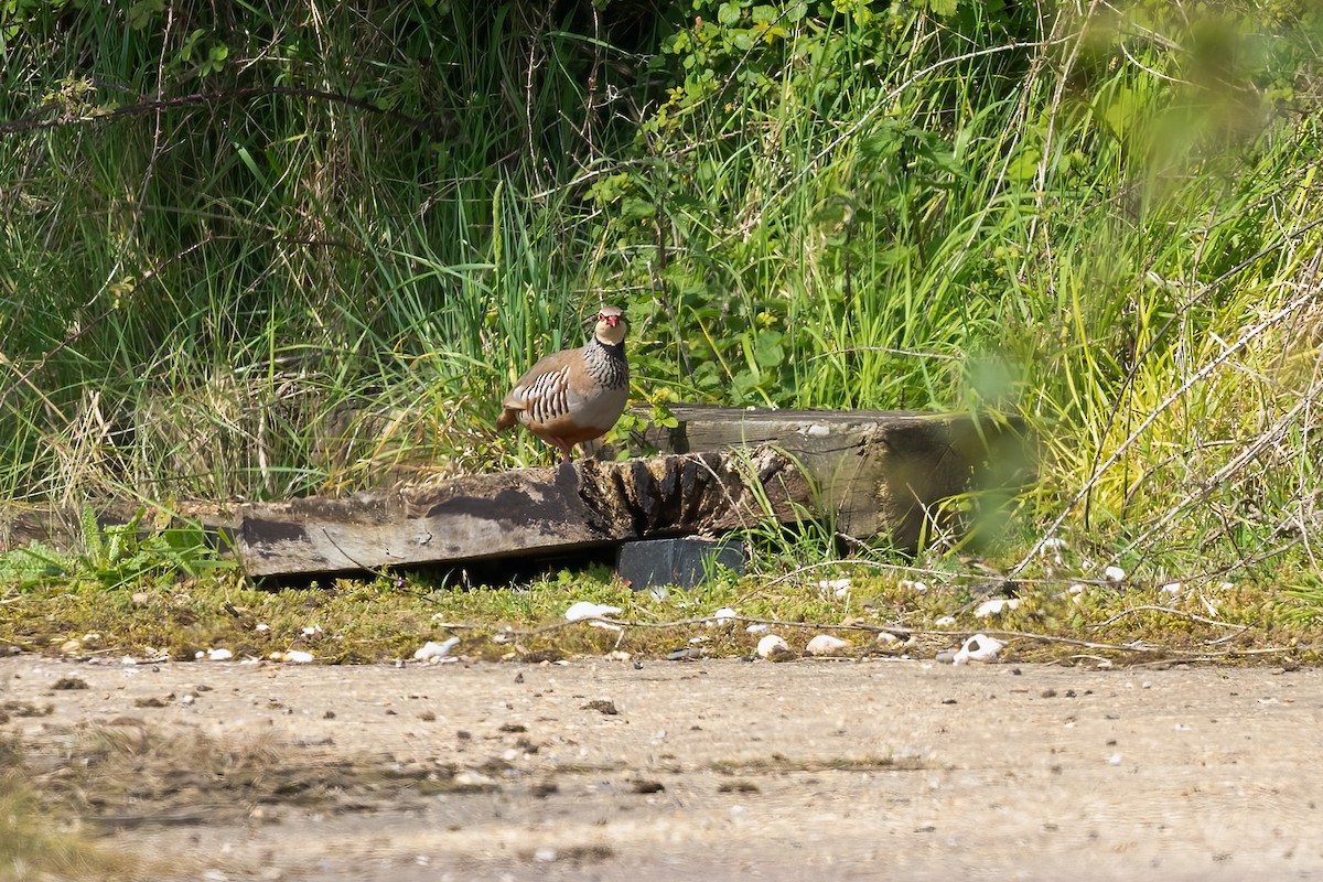 Red-legged Partridge - ML619031451