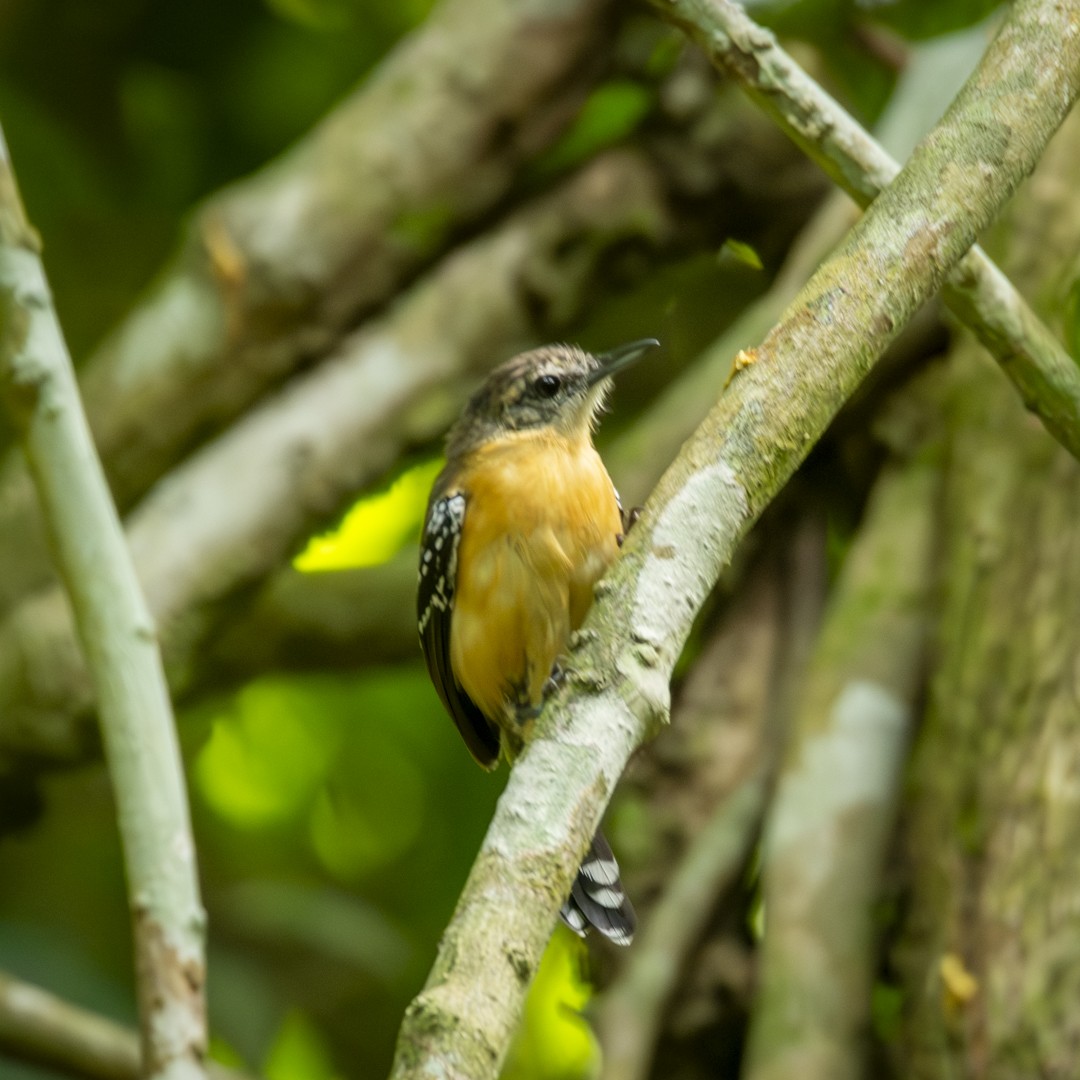 Southern White-fringed Antwren - Caio Osoegawa