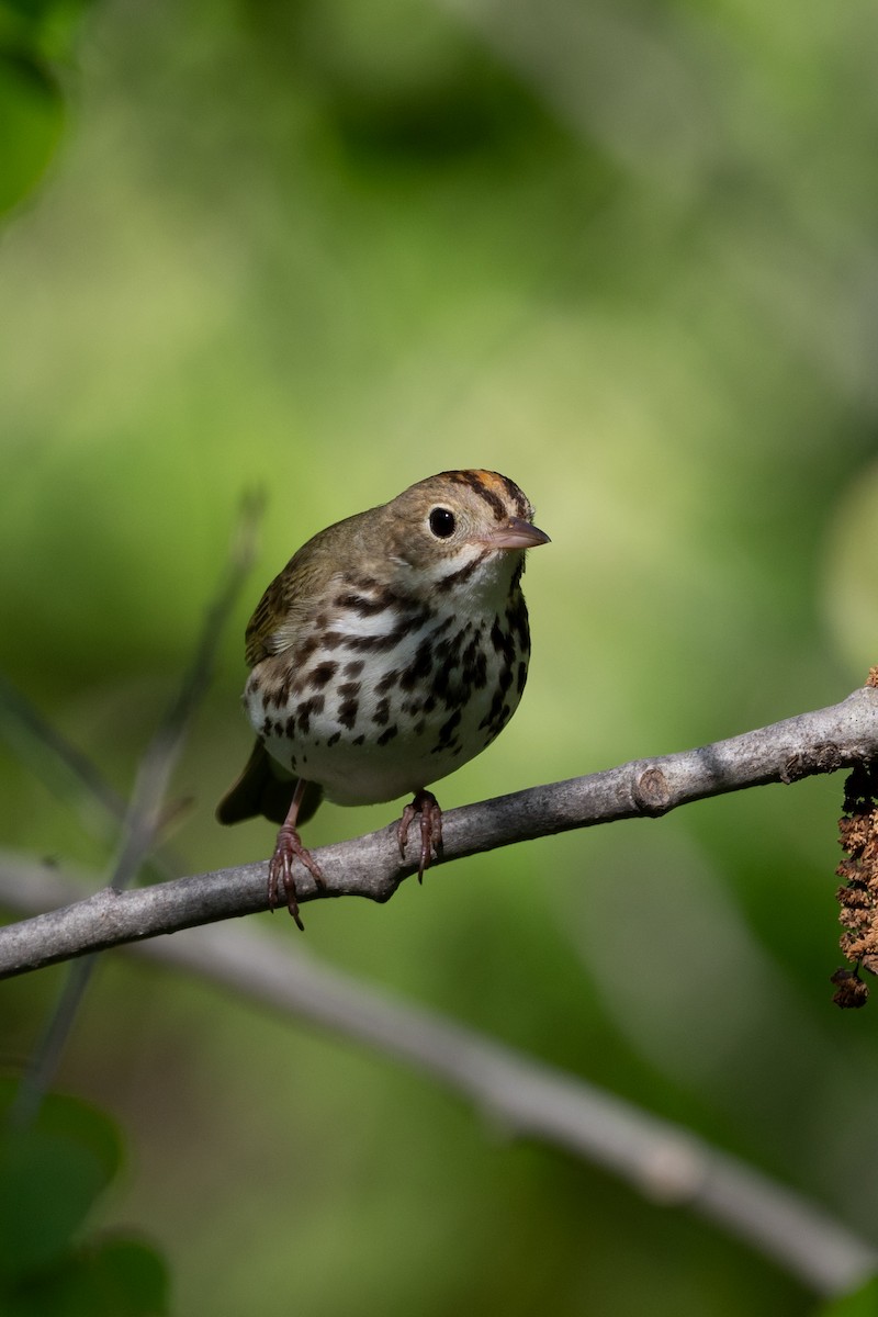 Ovenbird - ML619031456