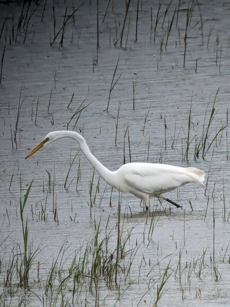 Great Egret - Raymond Belhumeur