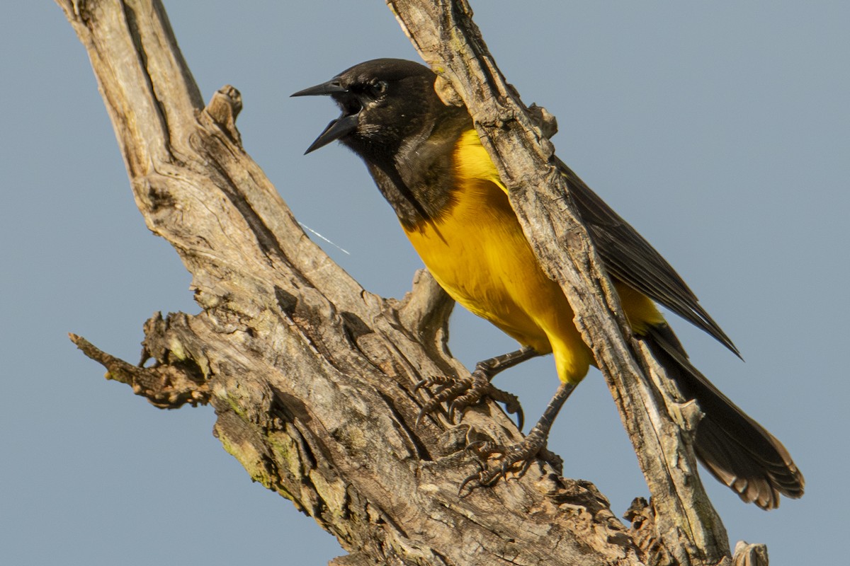 Yellow-rumped Marshbird - Andy Bowen