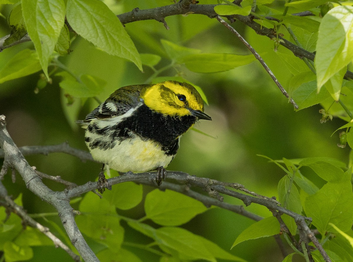 Black-throated Green Warbler - Kim  Garrison