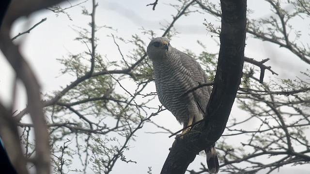 Gray-lined Hawk - ML619031481