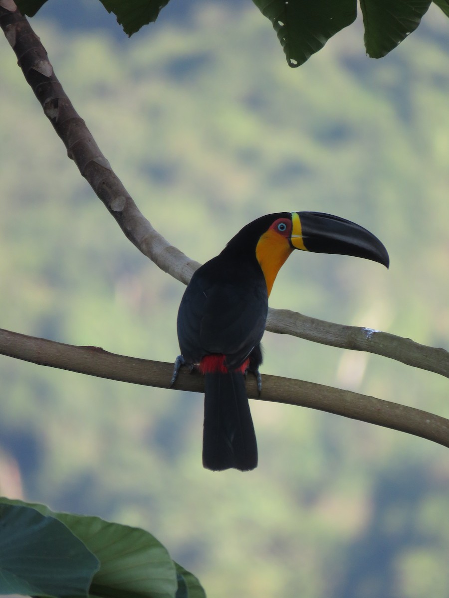 Channel-billed Toucan - ML619031487