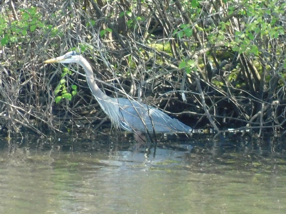 Great Blue Heron - ML619031490