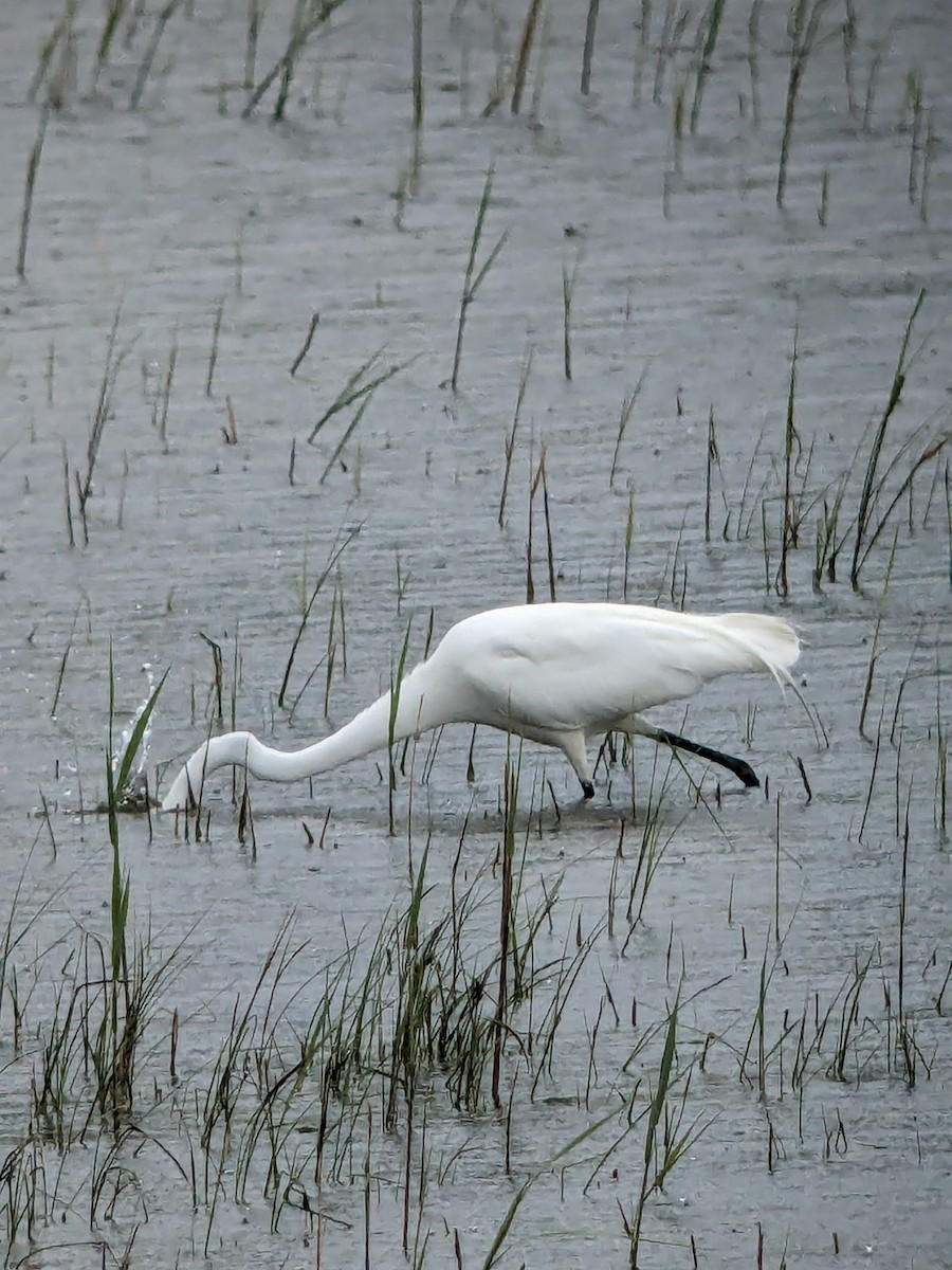 Great Egret - Raymond Belhumeur