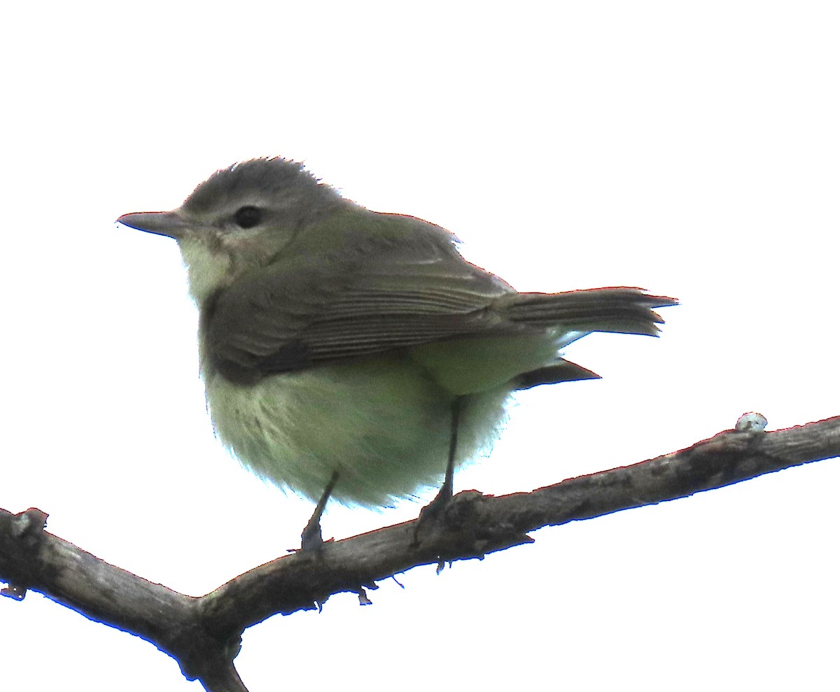 Warbling Vireo - ML619031499