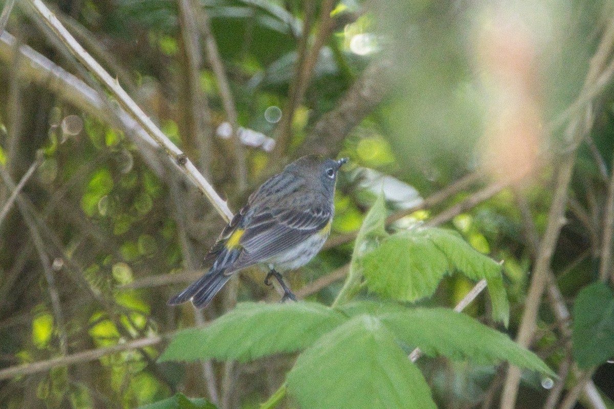 Yellow-rumped Warbler - Tomas Mazak