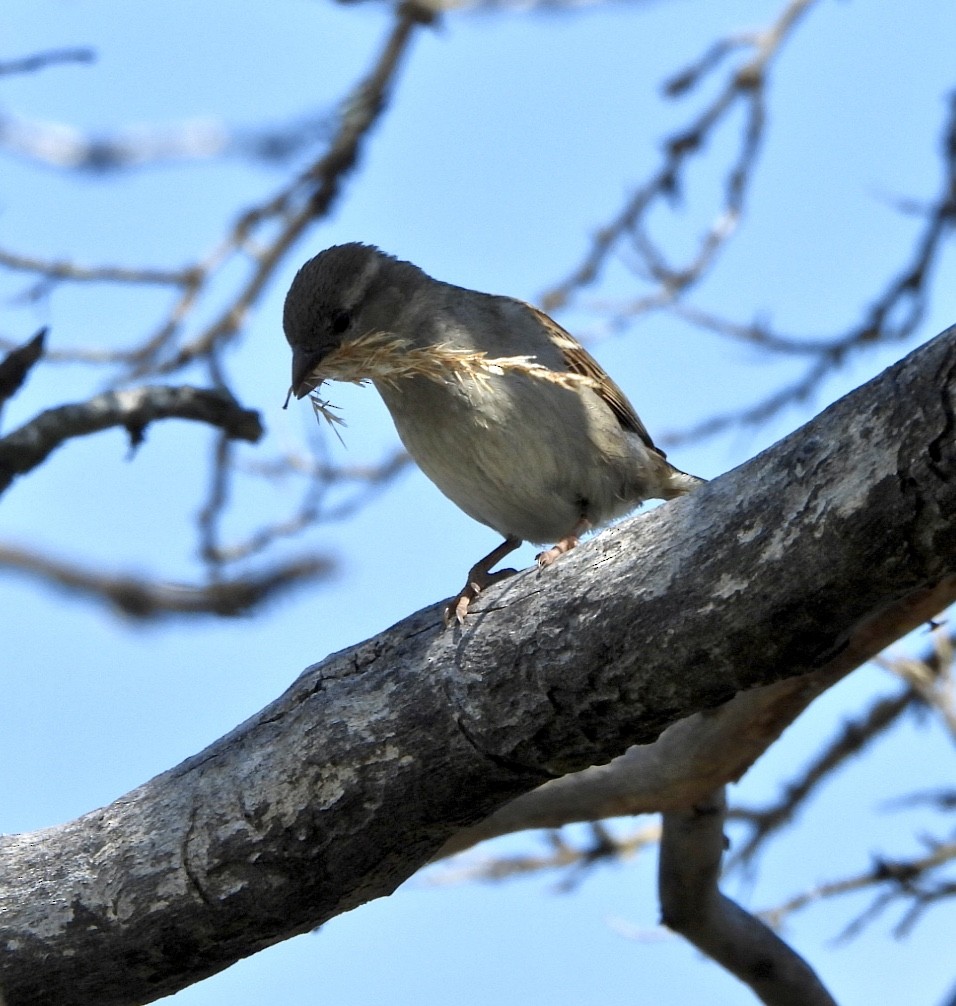 House Sparrow - Jay Luke