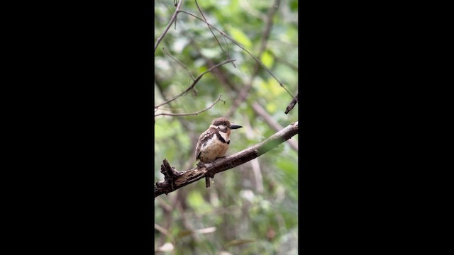Russet-throated Puffbird - ML619031525