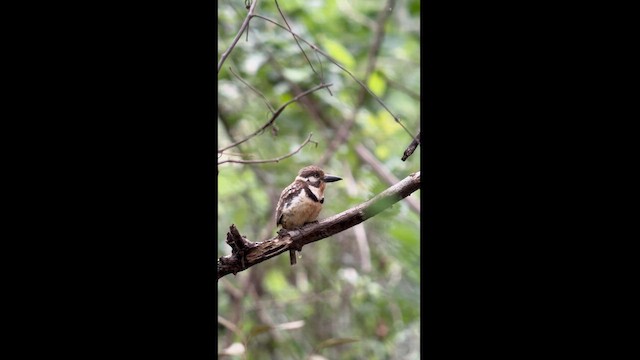 Russet-throated Puffbird - ML619031525