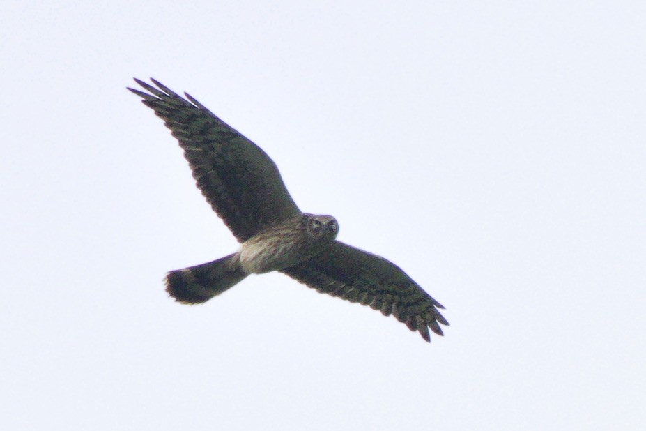 Pallid Harrier - Łukasz Krajewski