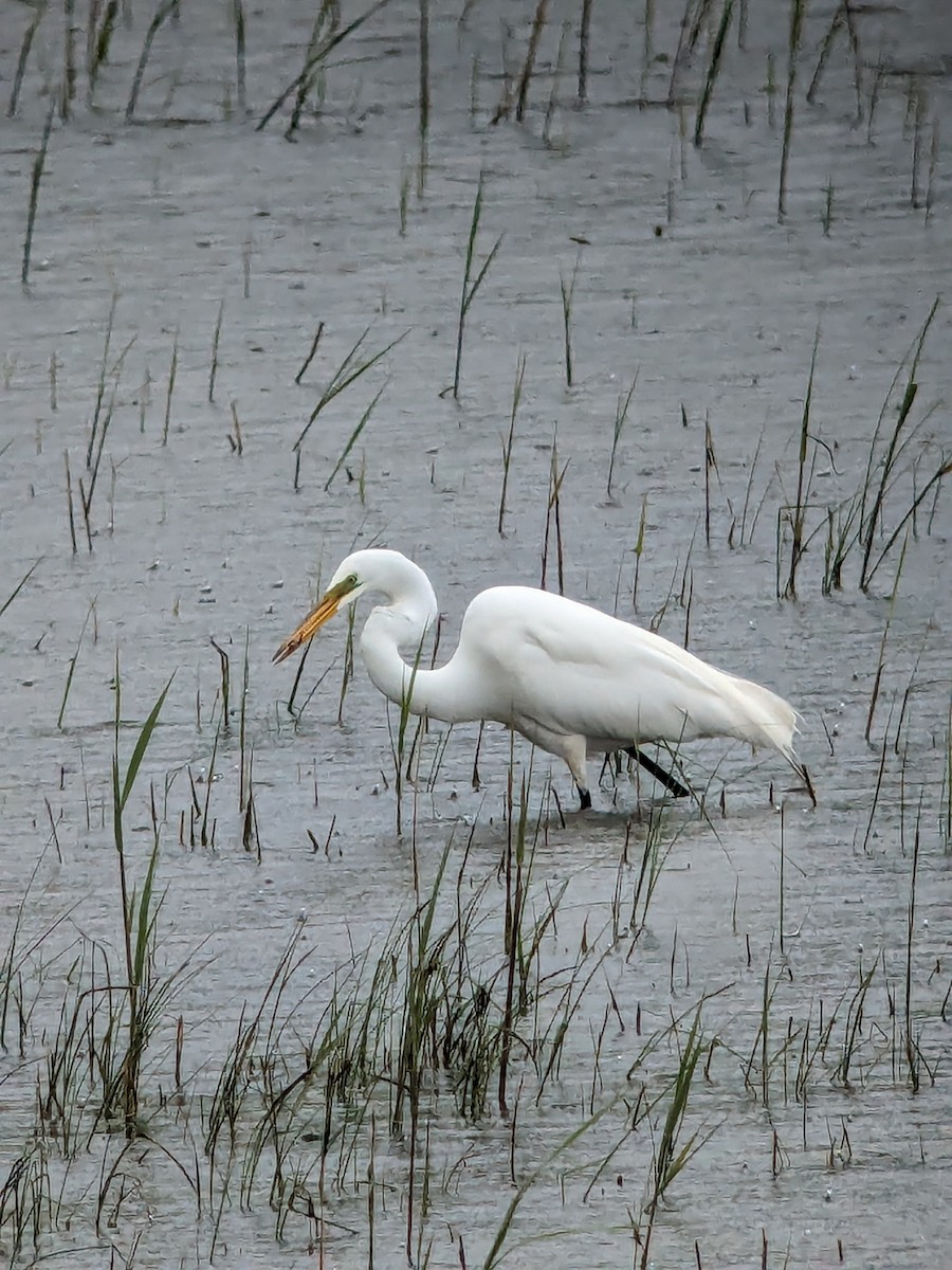 Great Egret - ML619031544