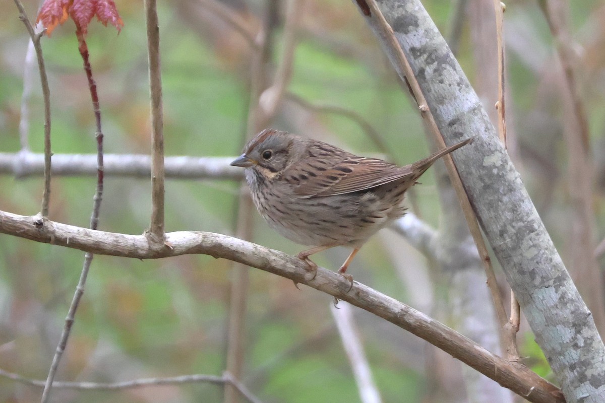 Lincoln's Sparrow - David Nelson