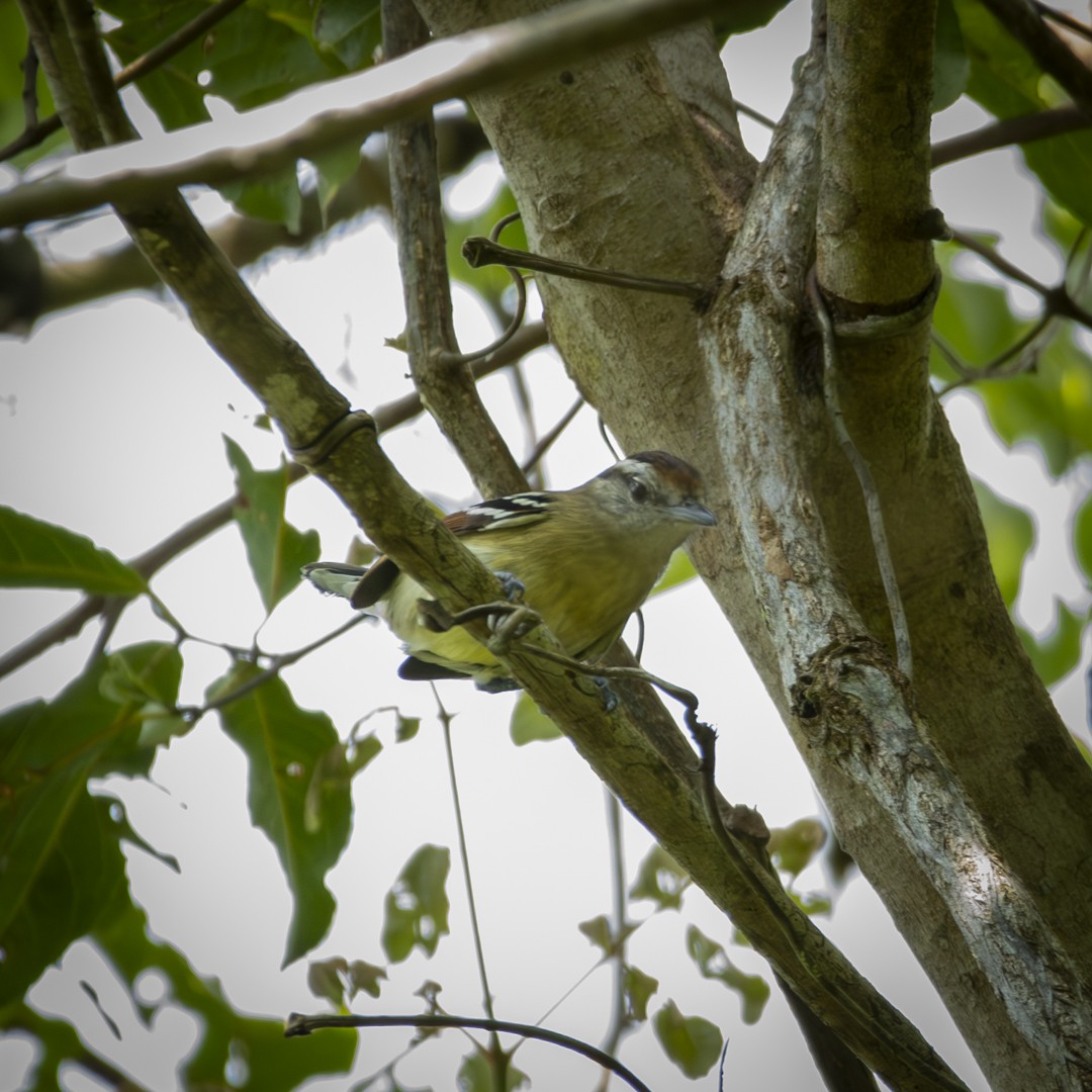 Rusty-winged Antwren - Caio Osoegawa