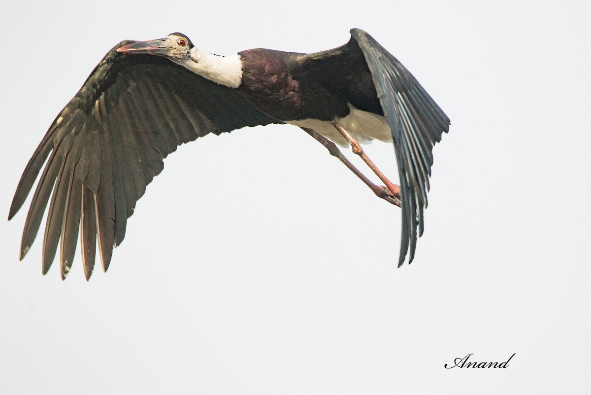 Asian Woolly-necked Stork - Anand Singh