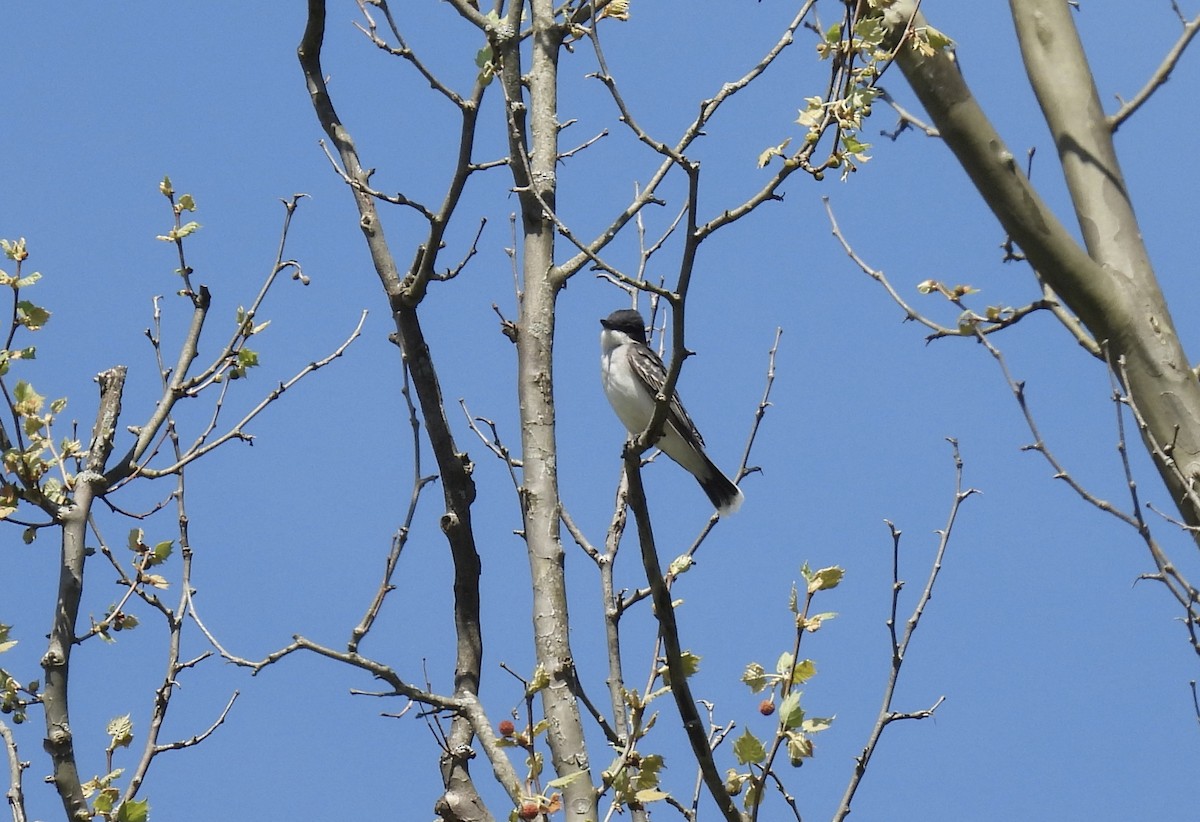 Eastern Kingbird - Barb Stone