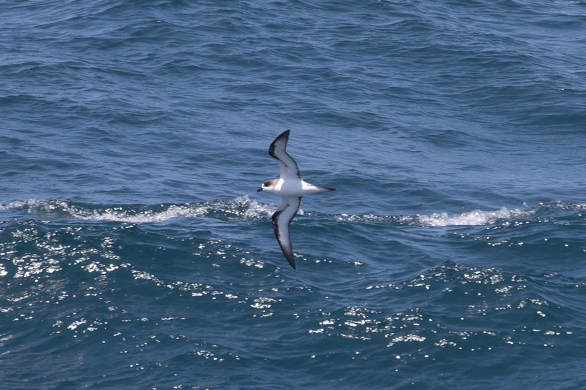 Hawaiian Petrel - Kyle Landstra