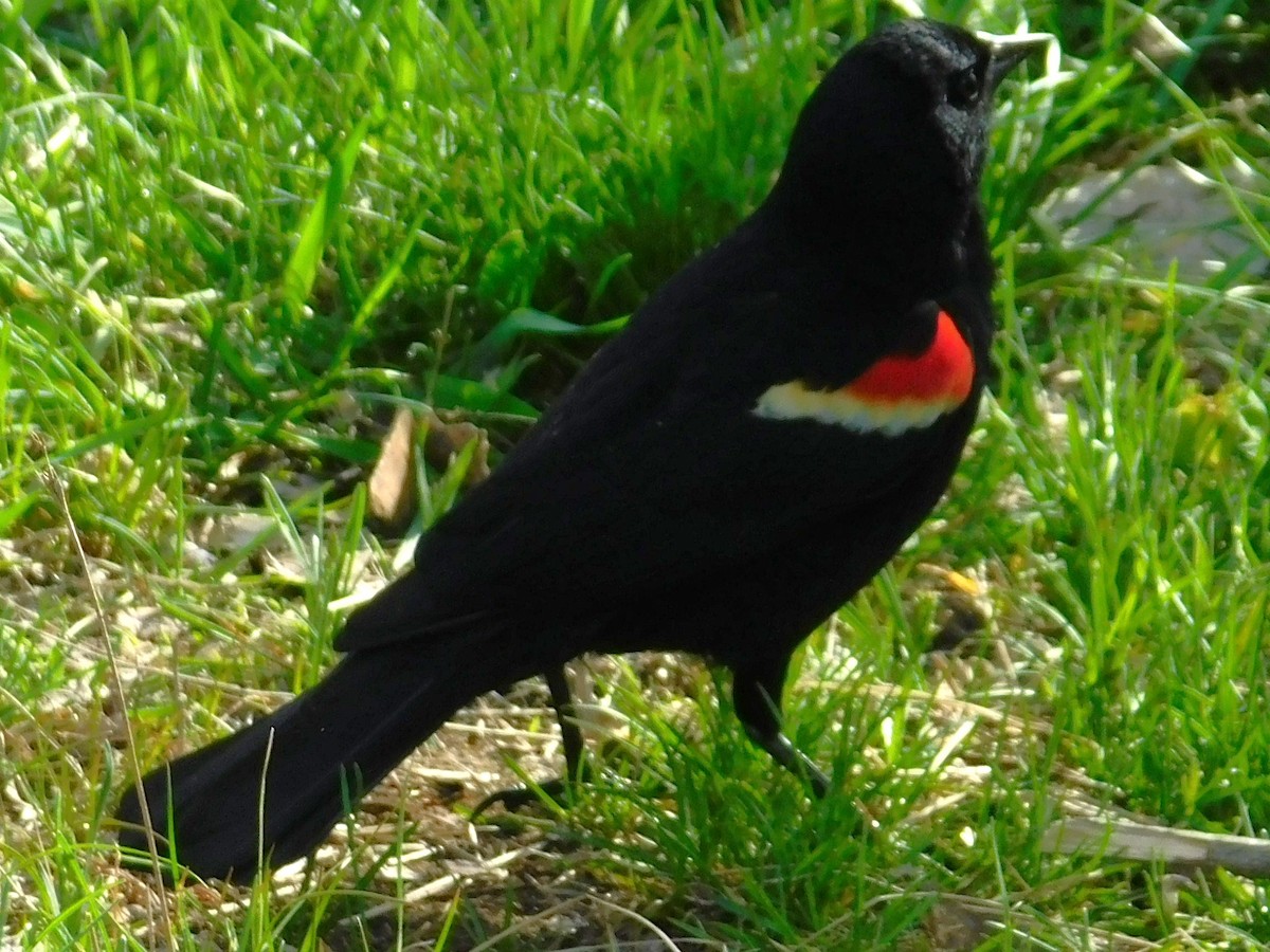 Red-winged Blackbird - Van Kat