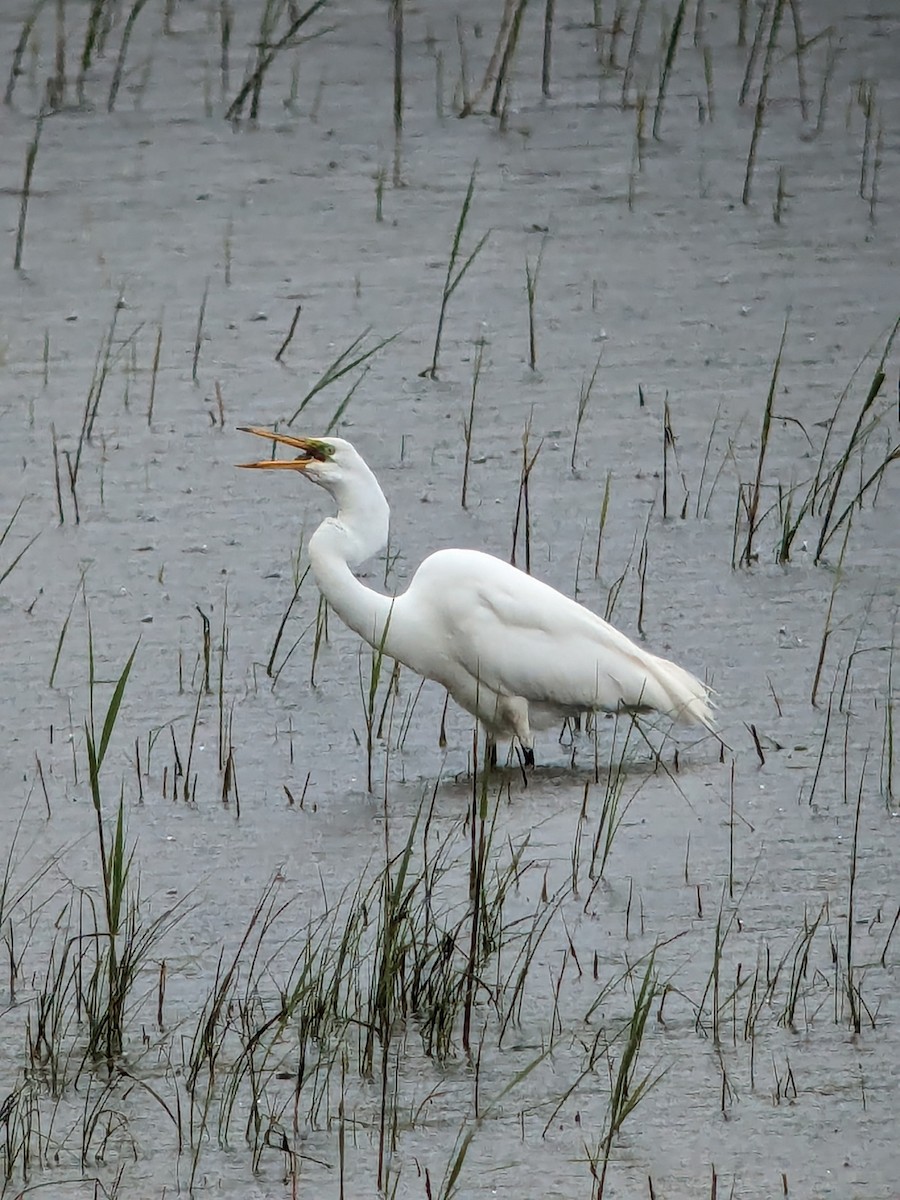 Great Egret - ML619031596