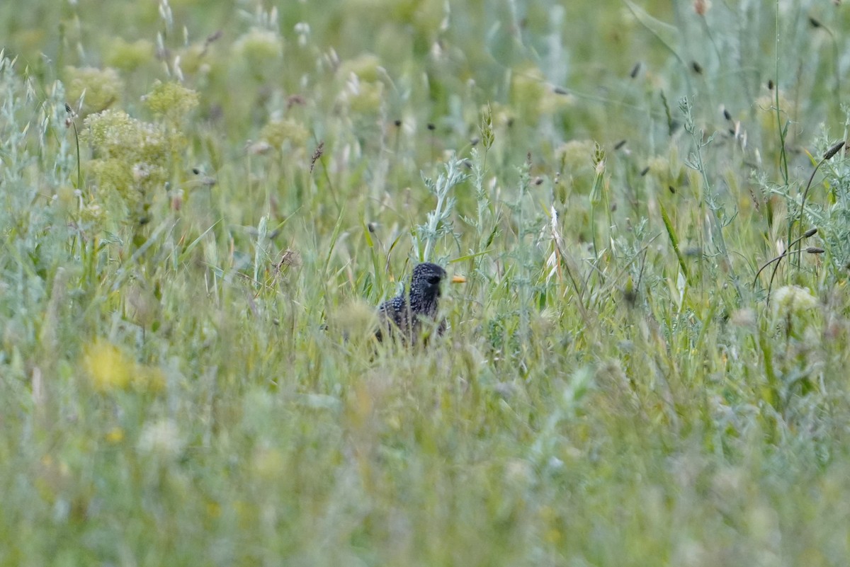 European Starling - Irina M