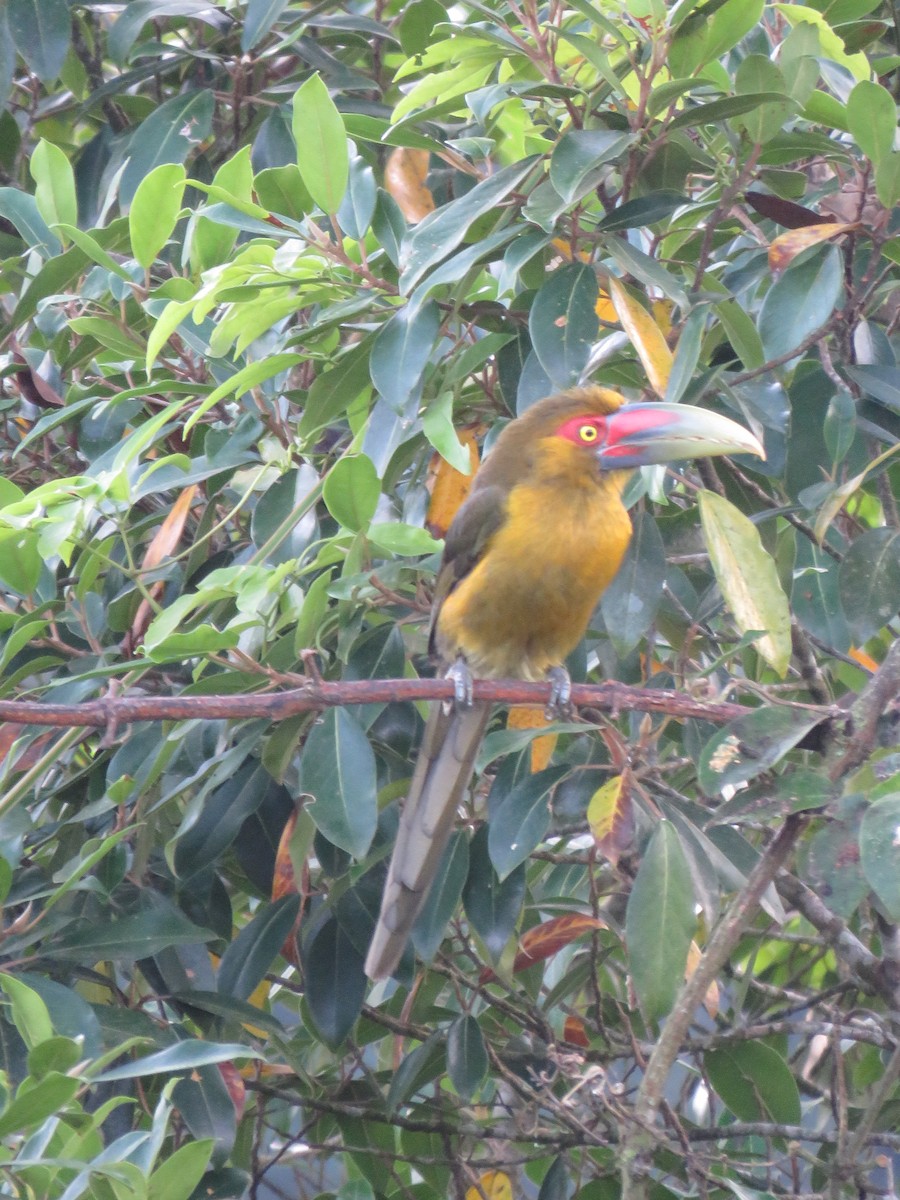 Saffron Toucanet - ML619031623