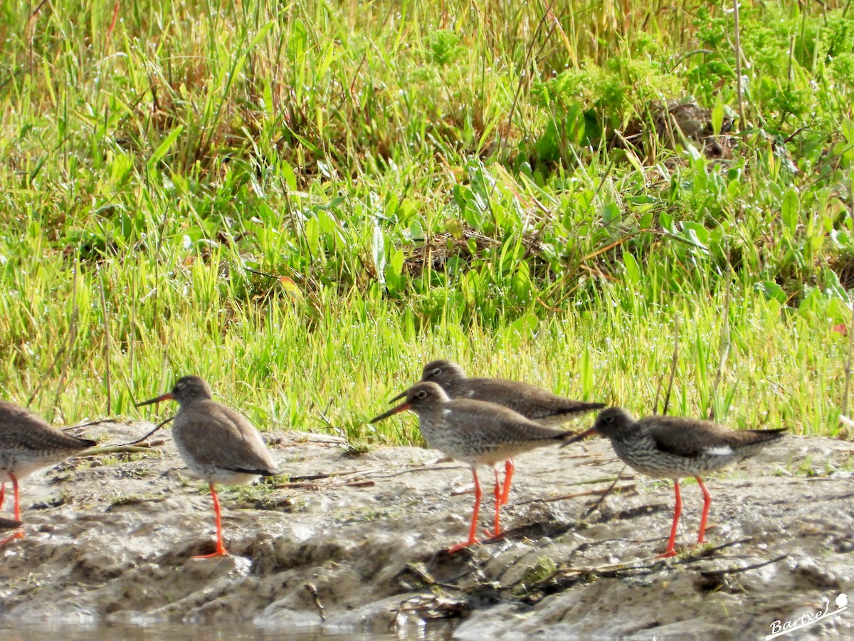 Common Redshank - J. Alfonso Diéguez Millán 👀