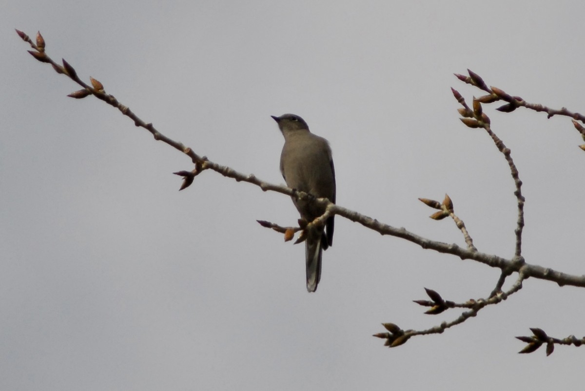 Townsend's Solitaire - ML619031636