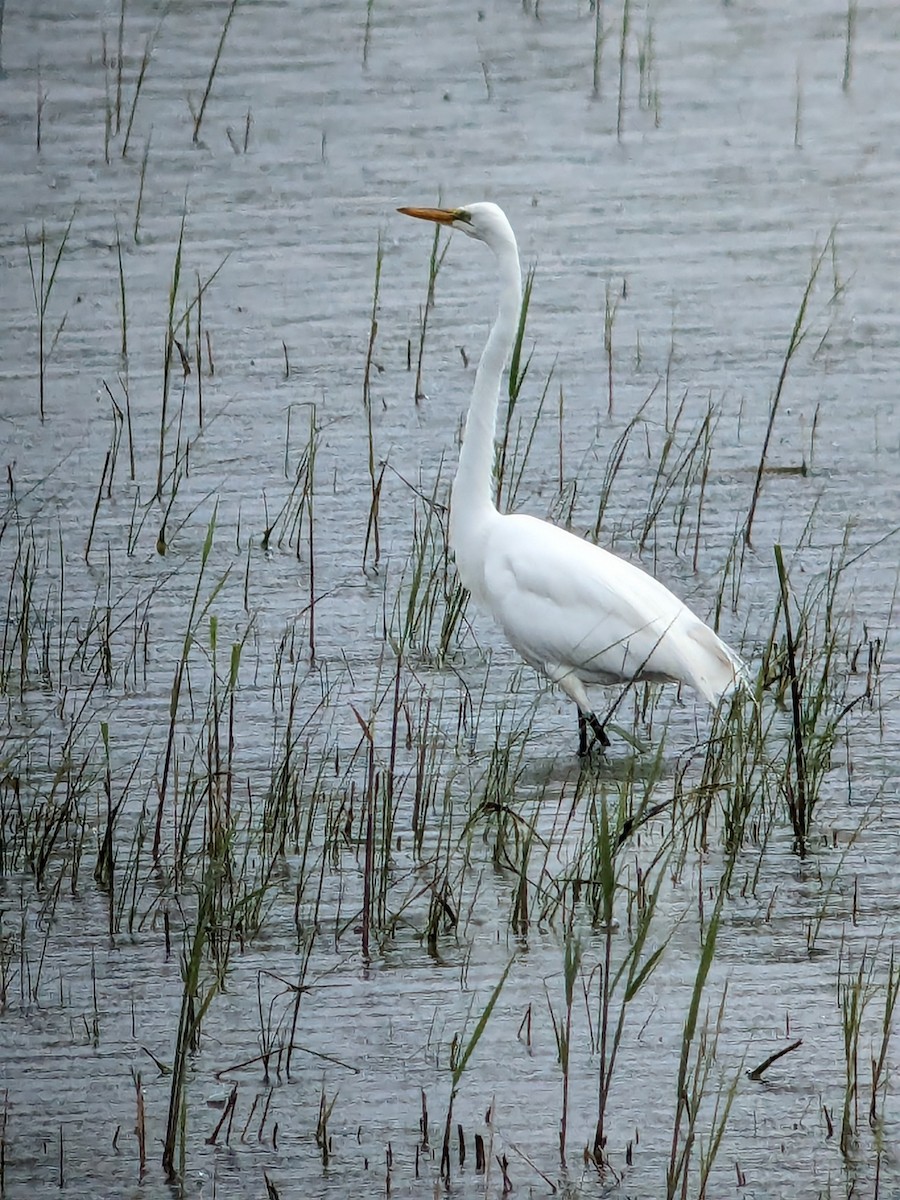 Great Egret - Raymond Belhumeur