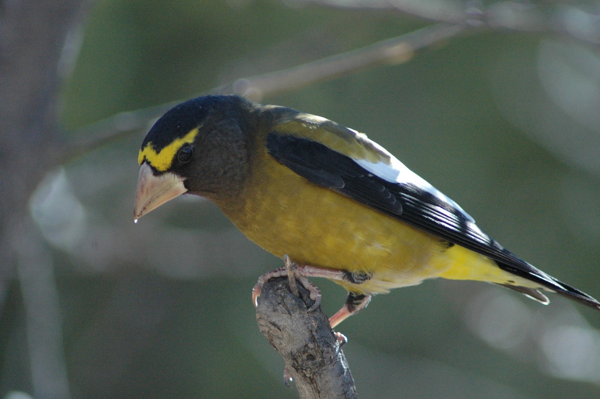 Evening Grosbeak - Milo Nikolic