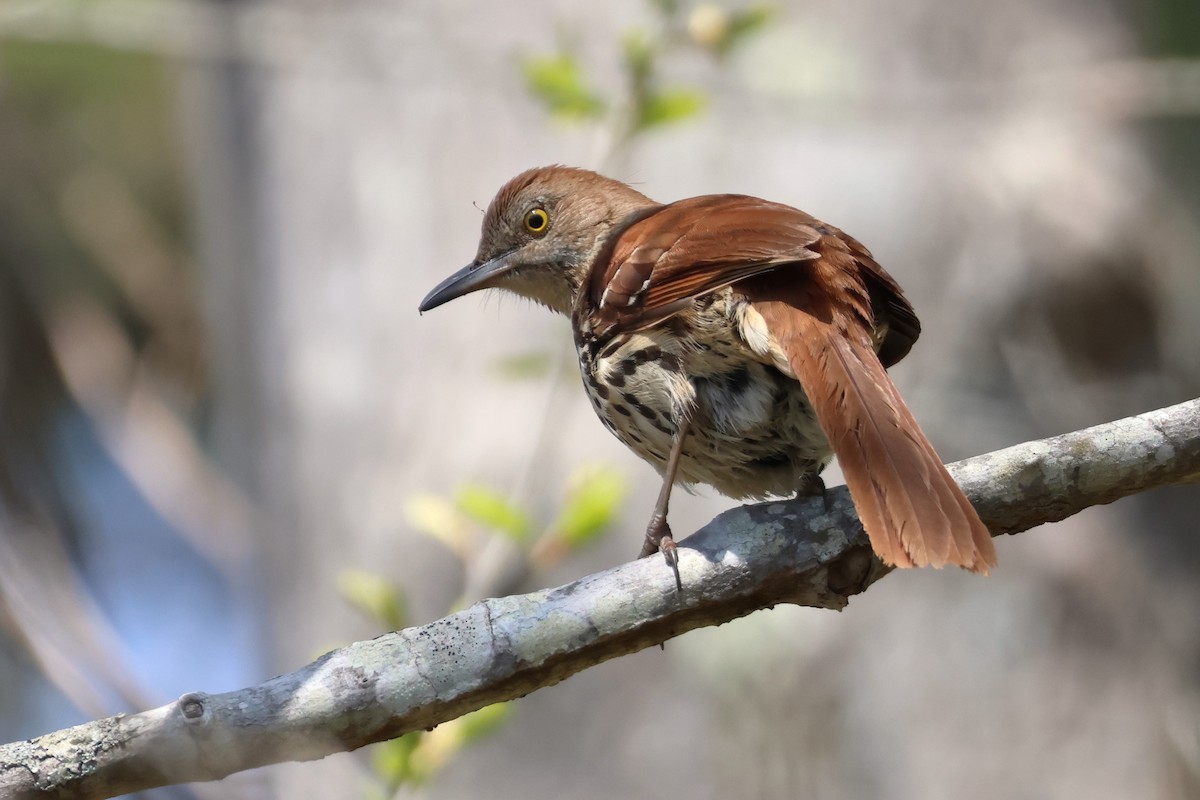 Brown Thrasher - ML619031649